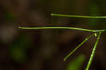 Spreading rockcress